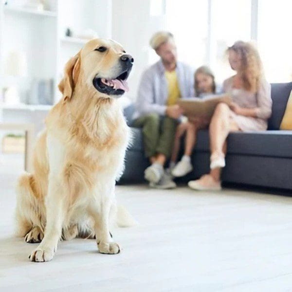 A dog sitting on the floor of a living room