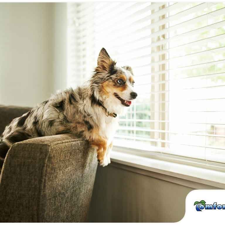 A small merle-coated dog sits on the back of a couch, looking out of a window with white blinds, in a bright, sunlit room.